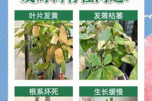 发财树叶子有点点的原因及解决方法（揭秘发财树叶子有点点的背后原因和科学养护技巧）