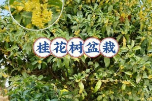 如何养护盆栽桂花树（让你的桂花树健康茁壮生长的秘诀）