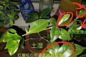 茶花如何换土换盆？（教你轻松操作，让茶花生长更健康）