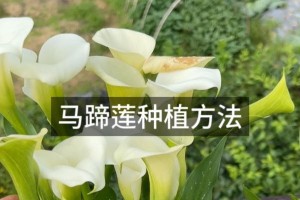 马蹄莲开花后的养护指南（如何让马蹄莲保持长时间鲜艳？）