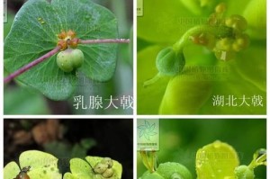 大戟种子的萌发过程（探索大戟种子的生命力及影响因素）