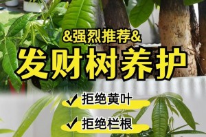 搜索发财树的管理方法及技巧（打造繁茂富饶的搜索发财树园林）