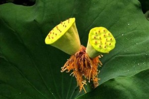 并蒂莲开花时间及花期（一年四季，多姿多彩的莲花世界）