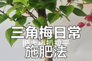 以新插线的三角梅如何正确施肥？（掌握关键诀窍，让你的三角梅茁壮成长！）