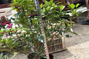 栀子分盆技巧与养护知识（打造健康茂盛的栀子盆景，掌握关键步骤及要点）