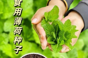 薄荷种子的最佳种植时间（掌握种植时间，让薄荷成长更好）