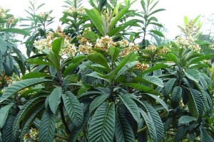 国光树几年结果实，探究果树结果的关键因素（从树龄、环境、品种、管理等方面分析果树结果的影响因素）