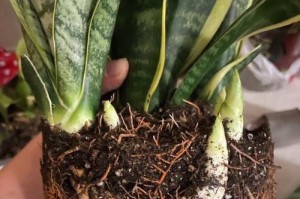虎皮兰叶片的种植技巧（以虎皮兰叶片进土，打造绿色家园）