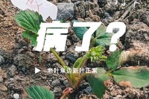 新叶子焦了，环境危机迫在眉睫（全球变暖下树木状况堪忧，生态平衡岌岌可危）