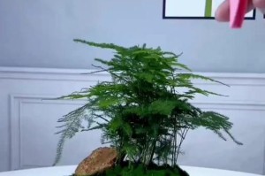精心养护三叶海棠盆景，打造独特魅力（掌握关键养护技巧，让盆景焕发生机）