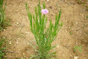 如何养护矢车菊？（打造美丽的矢车菊花园）