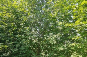 在家种植白玉兰，美丽如画（白玉兰在家种植方法、花期、护理及环保）