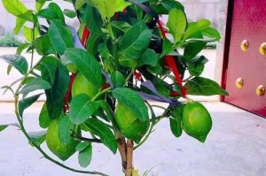 柠檬花的养护技巧（打造鲜艳清新的柠檬花盆栽）