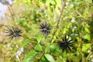 鸡针草——一种神奇的野生植物（探索鸡针草的外观、生长环境和药用价值）