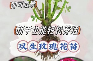 如何正确修剪玫瑰花盆栽（玫瑰花盆栽修剪技巧与注意事项）