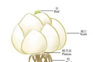 百合的生长原因（探究百合生长的环境因素及适应策略）