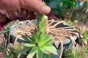 观音莲浇水多了的危害及处理方法（如何正确给观音莲浇水？）