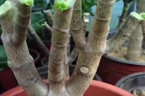 以玉树没根插枝为主题的探索与实践（探索玉树没根插枝的技巧与方法，助力绿植繁衍生息）