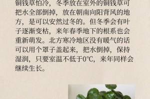 铜钱草的过冬技巧（保护铜钱草顺利度过寒冷冬季）
