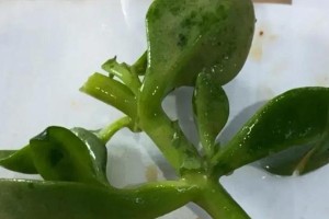 如何快速养育燕子掌（燕子掌的养殖技巧与关键要点）
