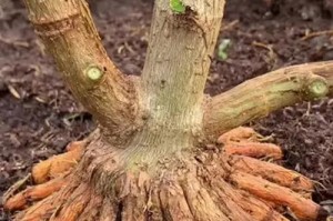 盆栽修剪技巧（让盆栽茁壮成长的秘密）
