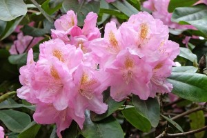 杜鹃树叶子掉落的原因和应对方法（解析杜鹃树叶子掉落的可能原因，并提供有效应对方法）