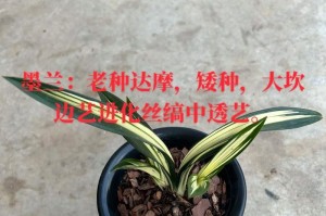 墨兰养护技巧（从病根到傲立，墨兰病害全攻略）