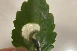 长寿花根部变红的原因解析（探究长寿花根部变红的可能因素及其影响）