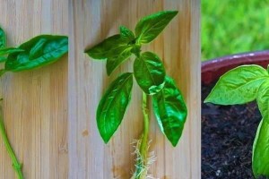 吊金钟的繁殖技巧（从种子到植株，轻松培育吊金钟）
