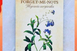勿忘我，一朵寄托思念的花（追溯历史，勿忘我的花语与象征意义）