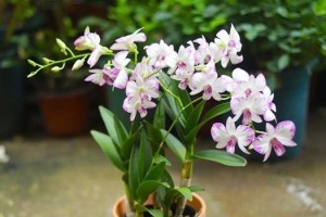 客厅里养什么花好（打造优美居家环境，这些花最适合）