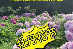 牡丹花开的季节和时间（四季牡丹开放时间详解，让你不再为赏花错过时机）