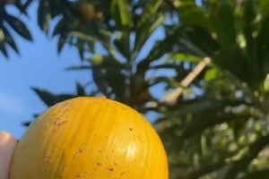 解密鸡蛋果的神奇营养（了解鸡蛋果的别名及营养价值）
