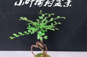 以金雀盆景怎么提根（掌握金雀盆景提根技巧的关键步骤）
