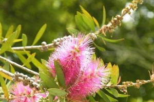 花菜——一种常见的蔬菜（了解花菜的特点与营养价值）