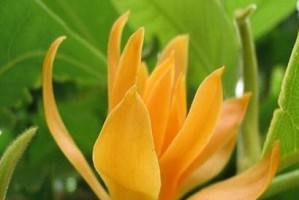 白兰花插枝的生存能力探究（插枝后的养护技巧及常见问题解析）