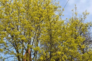枫树开花的时节和特点（探寻枫树开花的奥秘）