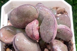 多肉球球养护指南（打造健康美丽的多肉世界）