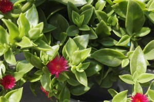牡丹吊兰不开花怎么办？（解决牡丹吊兰不开花的方法及养护技巧）