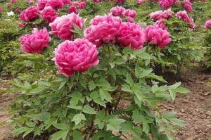 牧丹种子的种植技巧与方法（打造美丽花园，从牧丹种子开始）
