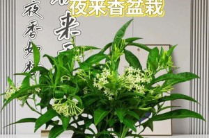 以夜来香怎么养才能开花？（探索夜来香养殖的秘密，助你打造花海乐园）