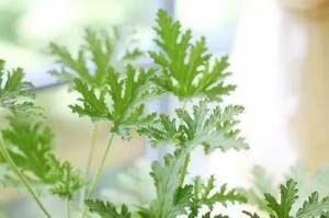 驱蚊草淋雨问题详解（驱蚊草的雨水耐受性及使用建议）