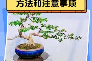 如何救活烂根的珍珠黄杨盆景（有效方法帮助珍珠黄杨盆景摆脱烂根困扰）