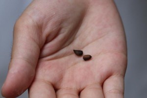 如何鉴别木棉种子——水浸法（用水来检验木棉种子的真伪）