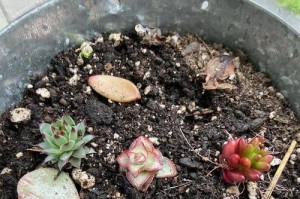 肉肉珊瑚树的繁殖技巧及注意事项（掌握正确的扦插方法，培育健康的肉肉珊瑚树）