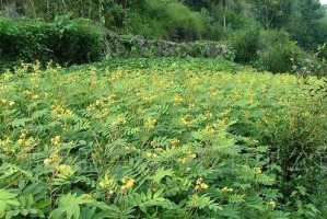 决明子花果开花期与药用价值的研究（揭开决明子开花结果的秘密与应用前景）