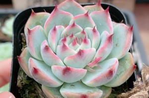 多肉种植深度掌握，轻松解决多肉死亡难题！（掌握多肉种植深度，保证多肉健康成长。）