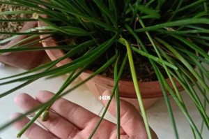 风雨兰种子播种方法详解（如何成功种植风雨兰？-种子到花期的全过程）