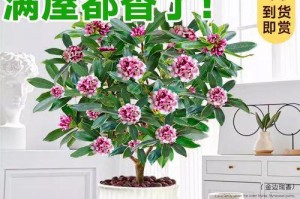 瑞香盆栽的养殖方法与注意事项（打造美丽花园，轻松照料瑞香盆栽）