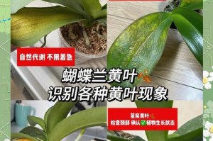 蝴蝶兰掉叶子的原因与应对方法（了解蝴蝶兰掉叶子的真相，保持健康的兰花生长）